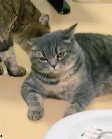 国产男猫变人视频,国产男猫的奇幻变身之旅