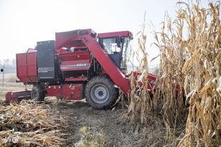 国产葡萄收获机视频,高效便捷的农业革新利器