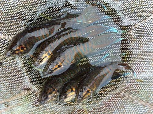 老外养国产鱼视频,揭秘中国水产养殖的绿色革命  第2张