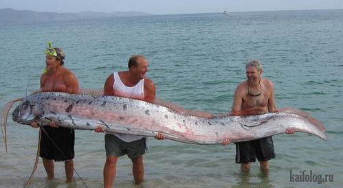 老外养国产鱼视频,揭秘中国水产养殖的绿色革命  第3张