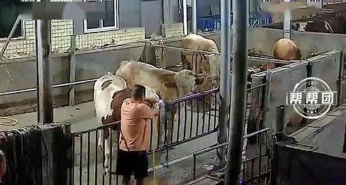 国产牛净腰机视频,高效便捷的现代化养殖利器  第1张