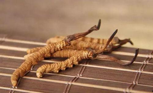 国产冬虫夏草产品介绍视频  第2张